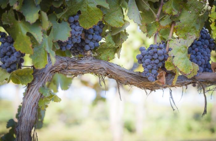 comparto vitivinicolo