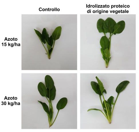 efficacia biostimolanti