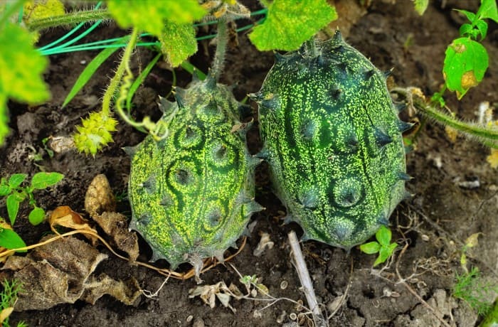 kiwano frutto