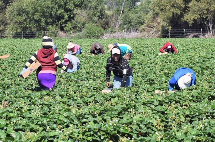 lavoratori stranieri in agricoltura (1)