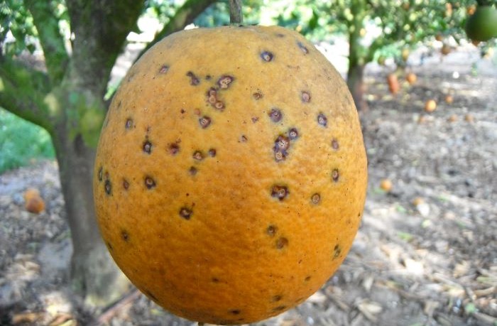 maculatura bruna agrumi