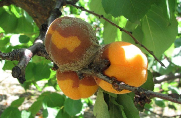 monilia dell'albicocco-sintomi