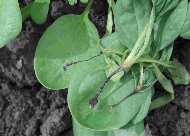 moria delle piantine da pythium