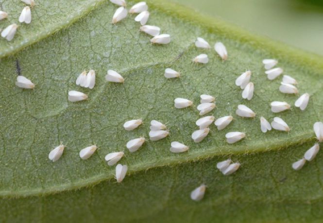 mosca bianca degli agrumi
