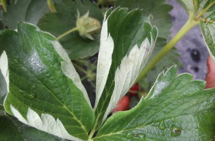 oidio della fragola