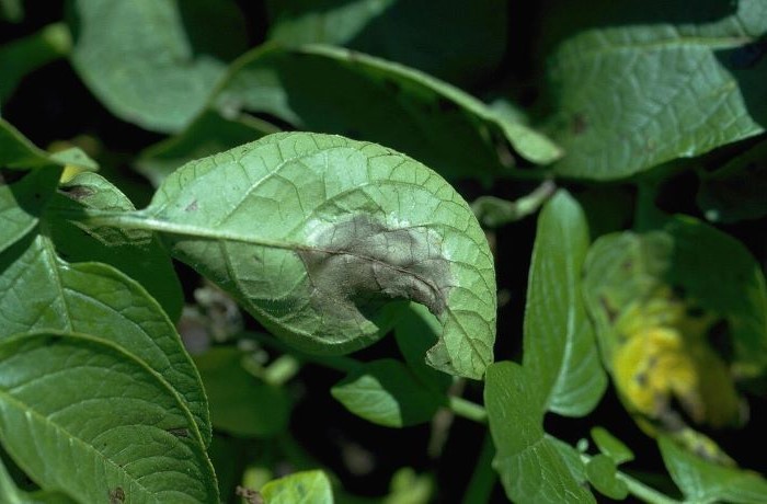 peronospora della patata 
