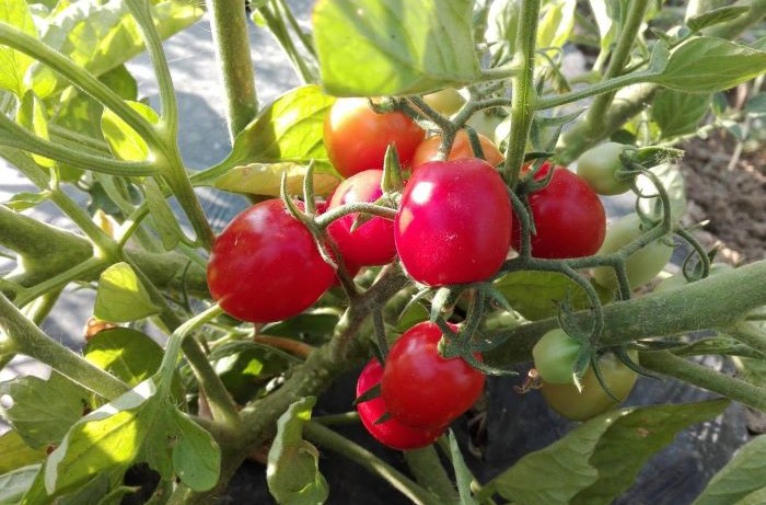 pomodoro cesarino