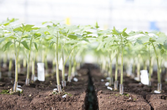 portinnesti di pomodoro