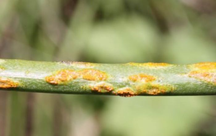 ruggine dell'asparago