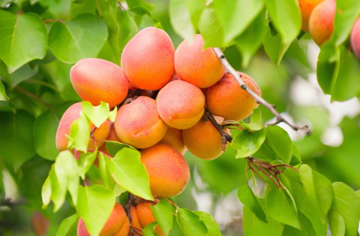 stagione albicocche
