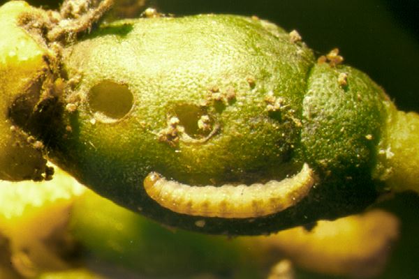 tignola della zagara