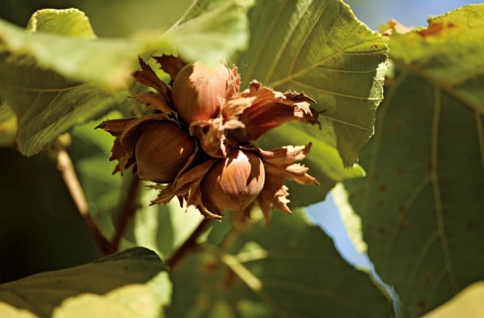 tonda gentile nocciola