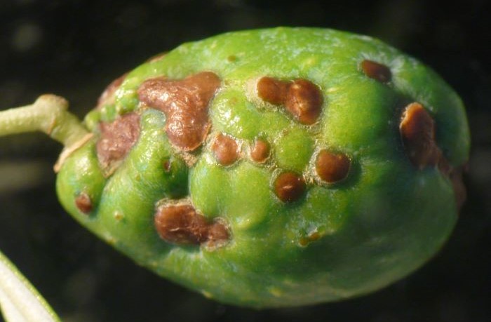 tripidi dell'olivo