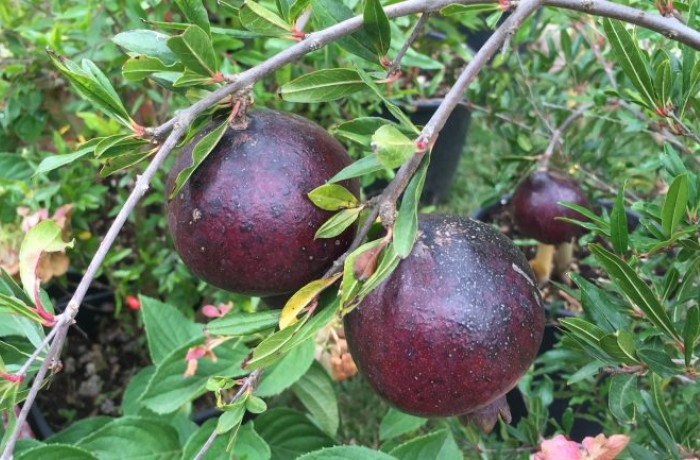 variet&agrave; di melograno nero