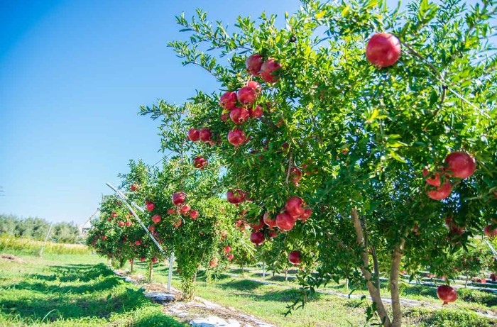variet&agrave; di melograno wonderful
