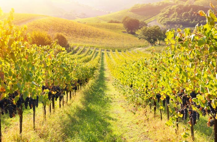 vigneti marchigiani bando (1)