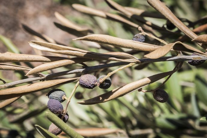 xylella in puglia