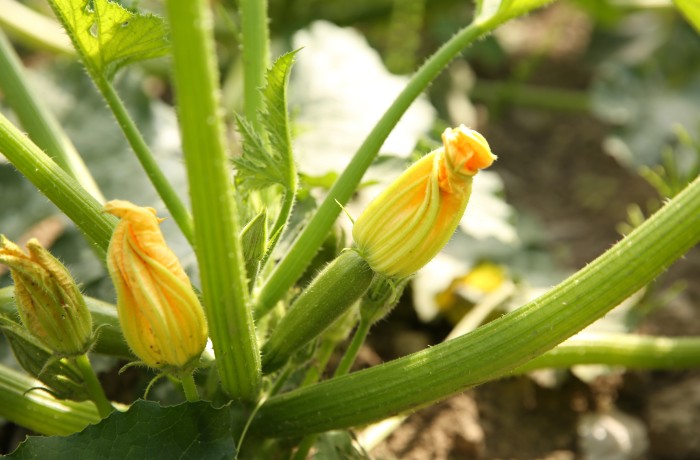 zucchino altea