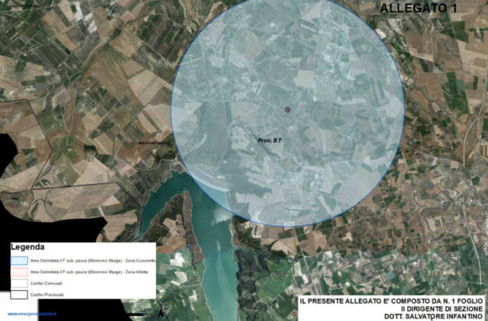 Xylella - minervino murge