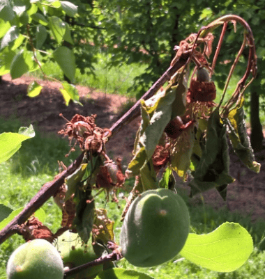 batteriosi albicocco