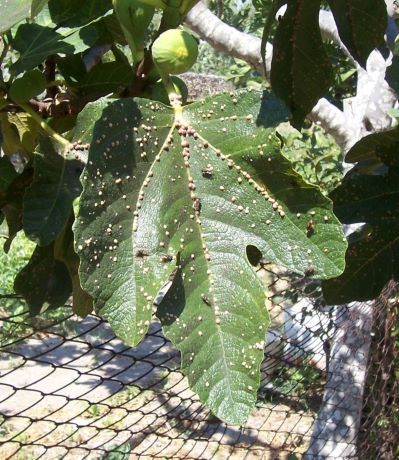 cocciniglia del fico