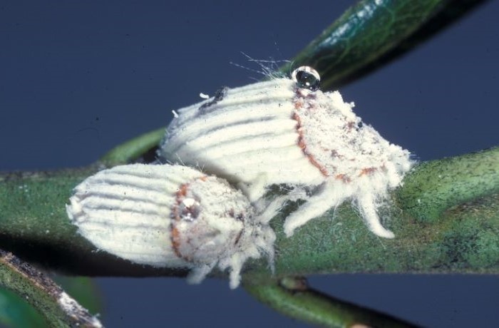 cocciniglia solcata degli agrumi