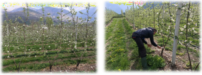 colorazione dei frutti