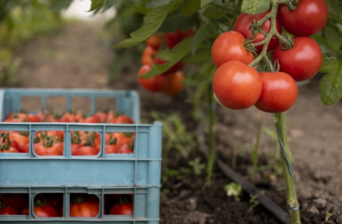 concimazione del pomodoro 2