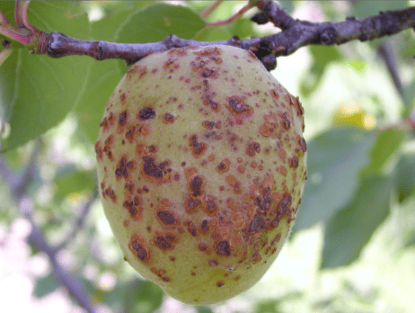 corineo delle drupacee l'albicocco
