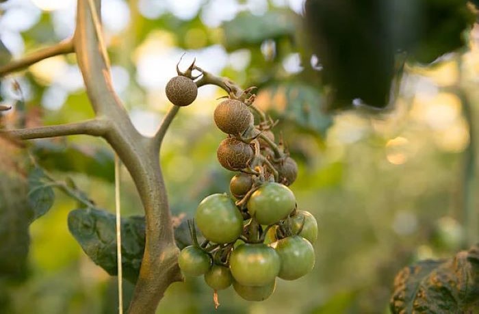 eriofide rugginoso del pomodoro