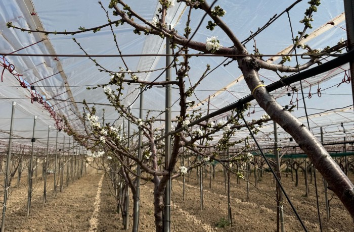 film plastici ciliegio