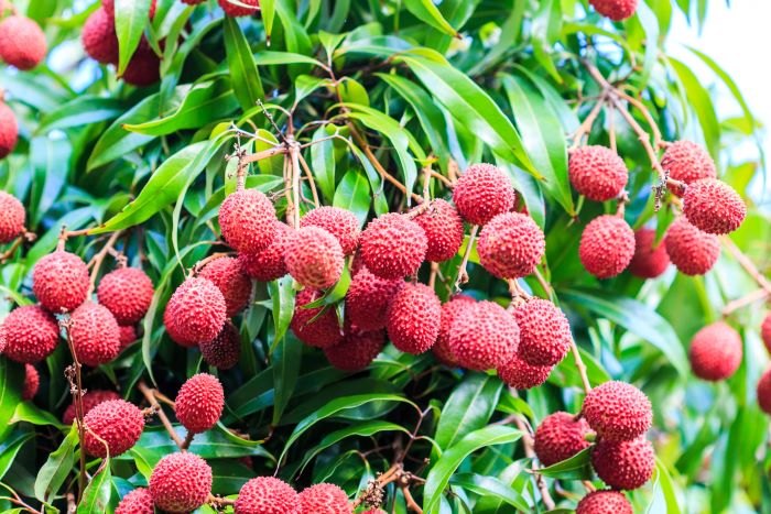 frutti tropicali 