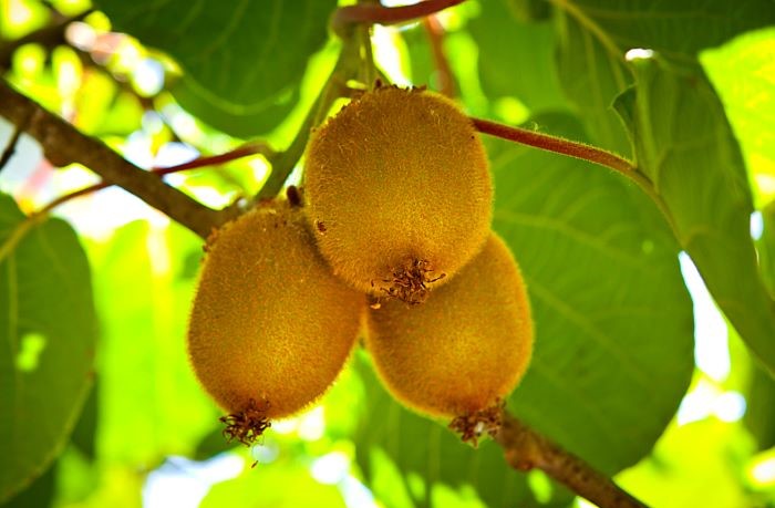 kiwi italiani