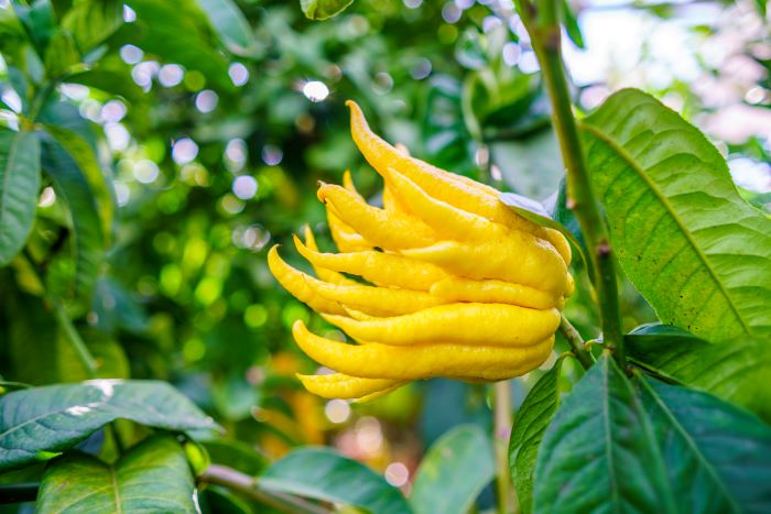 limone mano di buddha