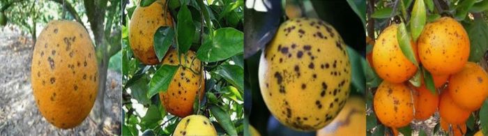 l'intelligenza artificiale