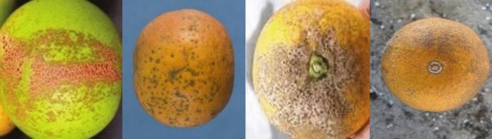 l'intelligenza artificiale