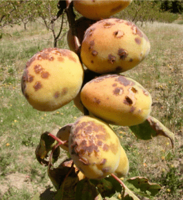 maculatura rossa albicocco