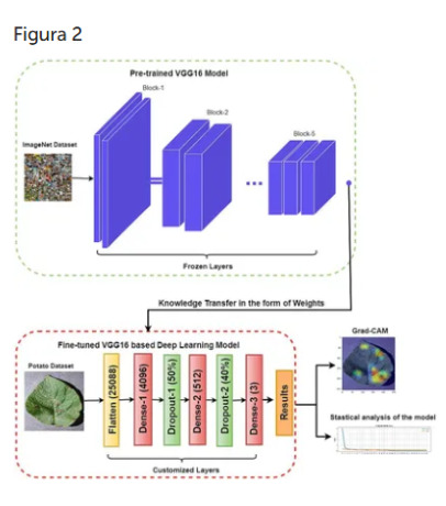 malattie-della-patata
