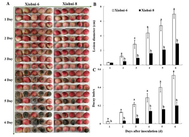 monilinia fructicola