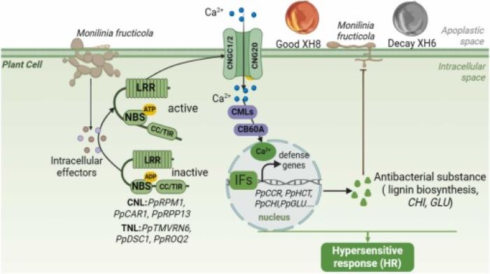 monilinia fructicola