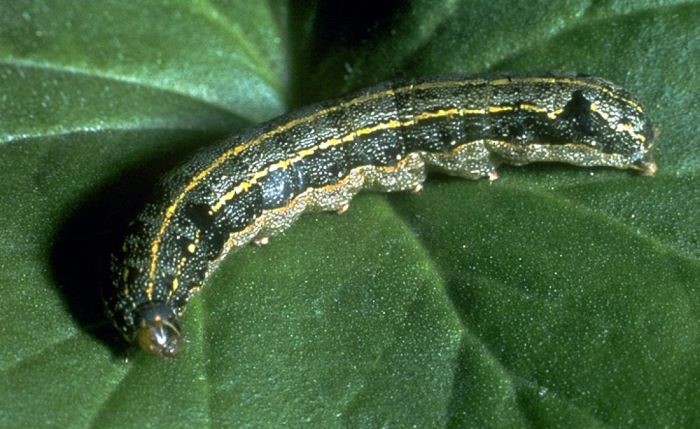 nottua degli ortaggi