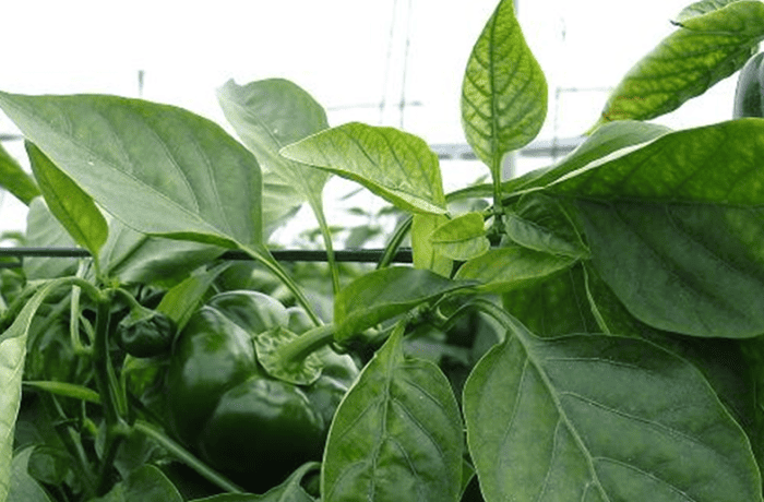 nuovo virus del peperone (1)