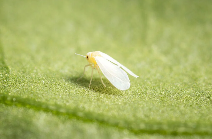 nuovo virus - mosca bianca