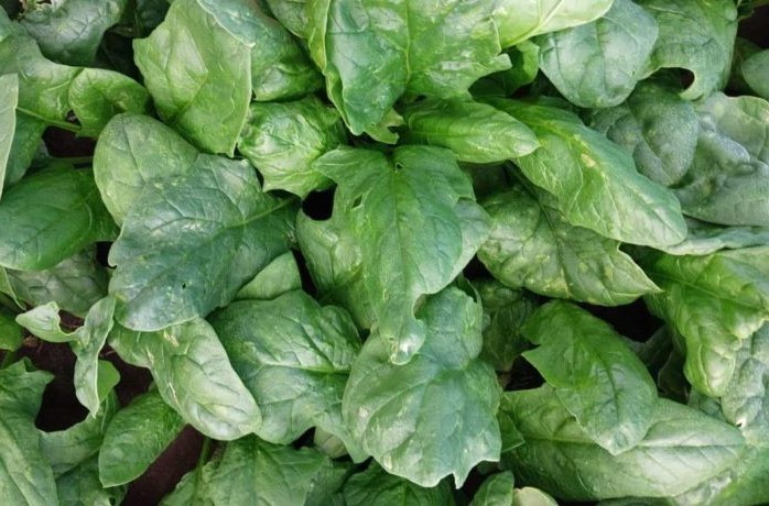 ruggine bianca dello spinacio