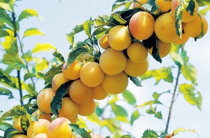 susino sorriso di primavera 