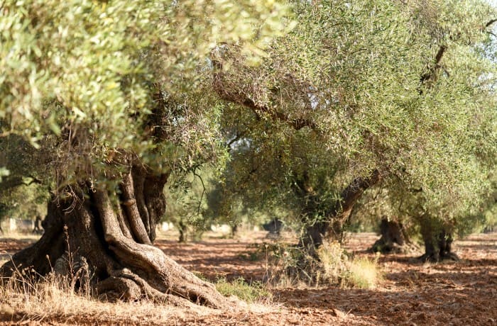 ulivi bando puglia (1)