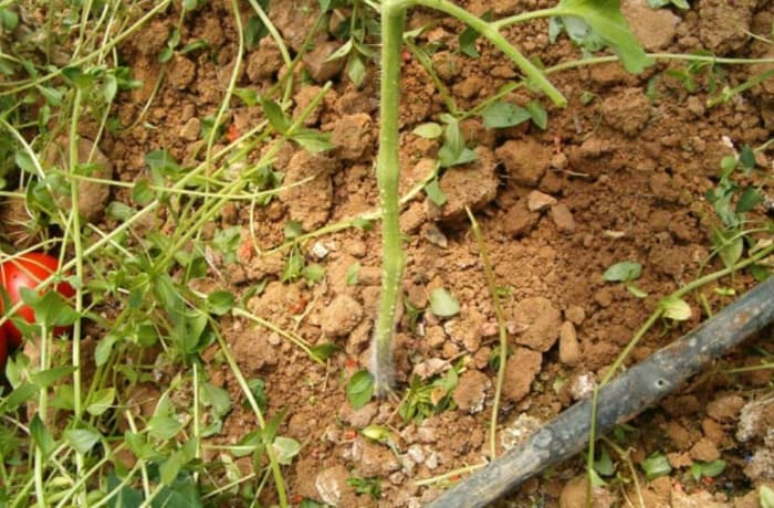 Ralstonia solanacearum