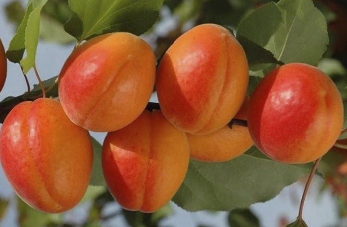 albicocca orange rubis