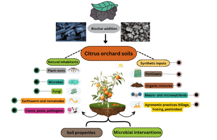 biochar e agrumi