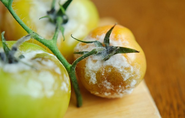 botrite del pomodoro sintomi